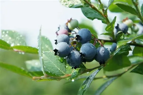 蓝莓视频-文化故事